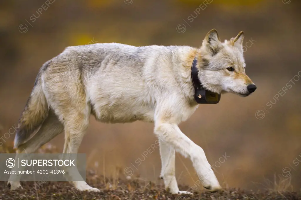 Gray Wolf (Canis lupus) female with collar installed by park biologists, walking and hunting in colorful fall tundra, evening, Denali National Park, Alaska