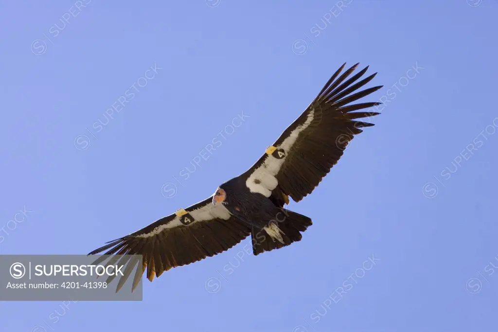California Condor (Gymnogyps californianus) adult flying, critically endangered, bred in captivity, later released wearing radio transmitter, near Zion National Park, Utah