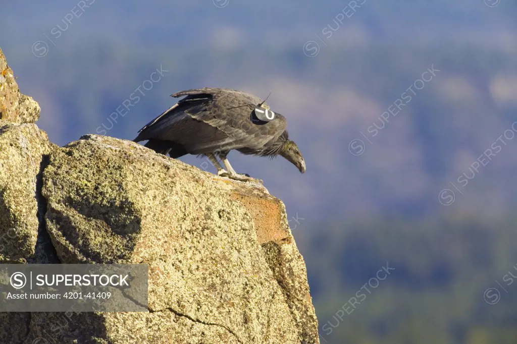 California Condor (Gymnogyps californianus) juvenile wearing a radio transmitter sitting on rocky cliff in autumn, one of a few born in the wild in Grand Canyon near Zion National Park, Utah
