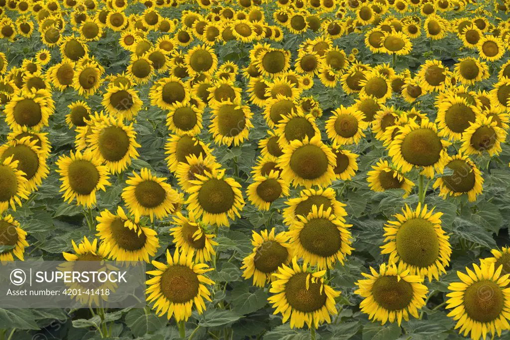 Common Sunflower (Helianthus annuus) field, close up of cultivated blooms with mature seeds in farmer's field, evening, Kansas