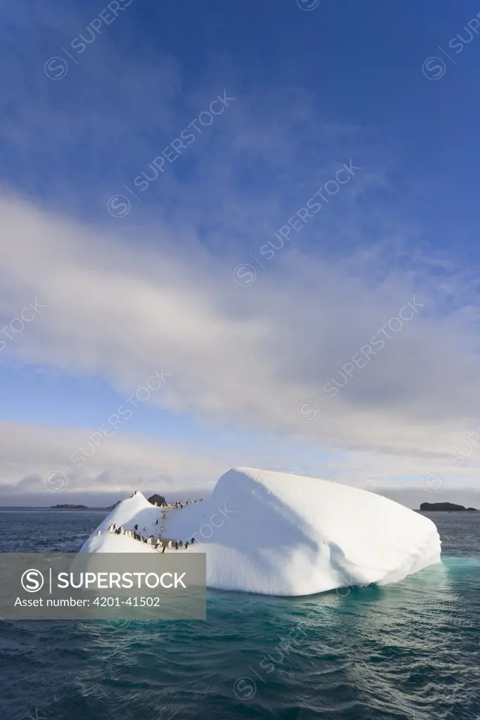 Chinstrap Penguin (Pygoscelis antarctica) group congregating on iceberg, South Shetland Islands, Antarctica
