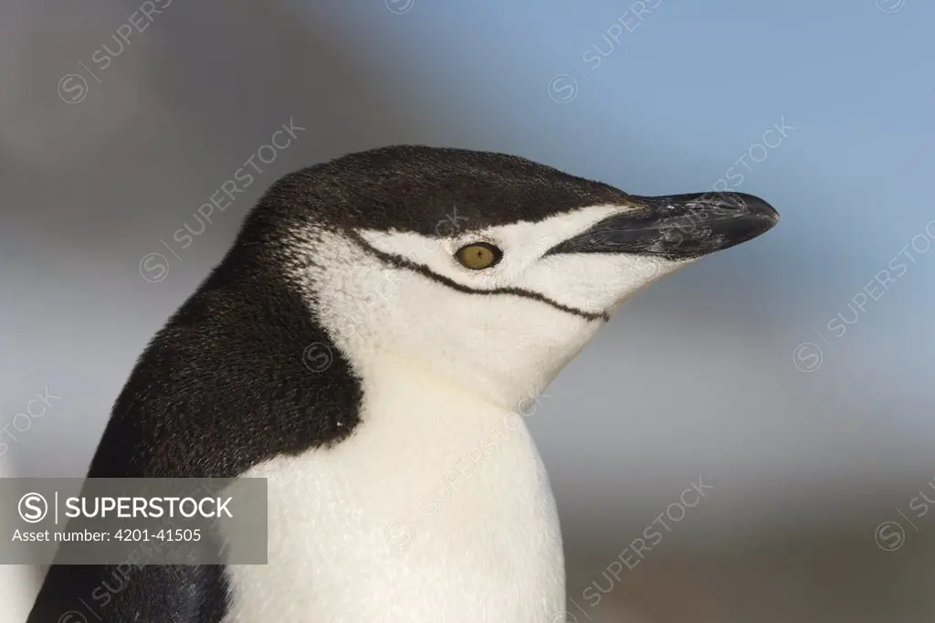 Chinstrap Penguin (Pygoscelis antarctica) alertly looking, Yankee Harbor, Antarctica