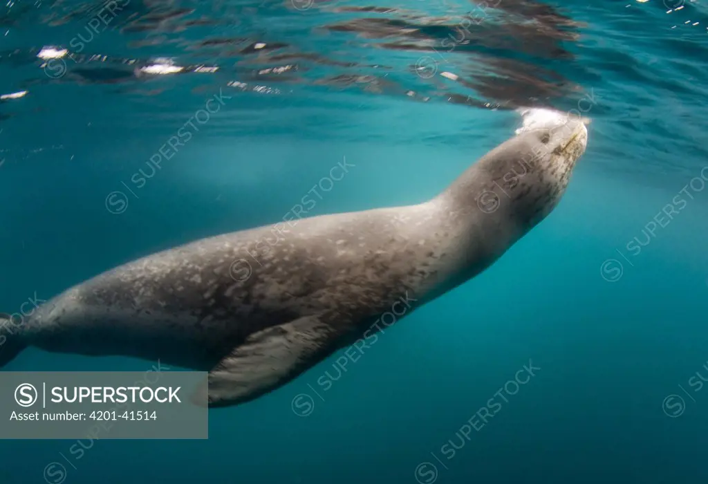 Leopard Seal (Hydrurga leptonyx) coming up for air, South Shetland Islands, Antarctica
