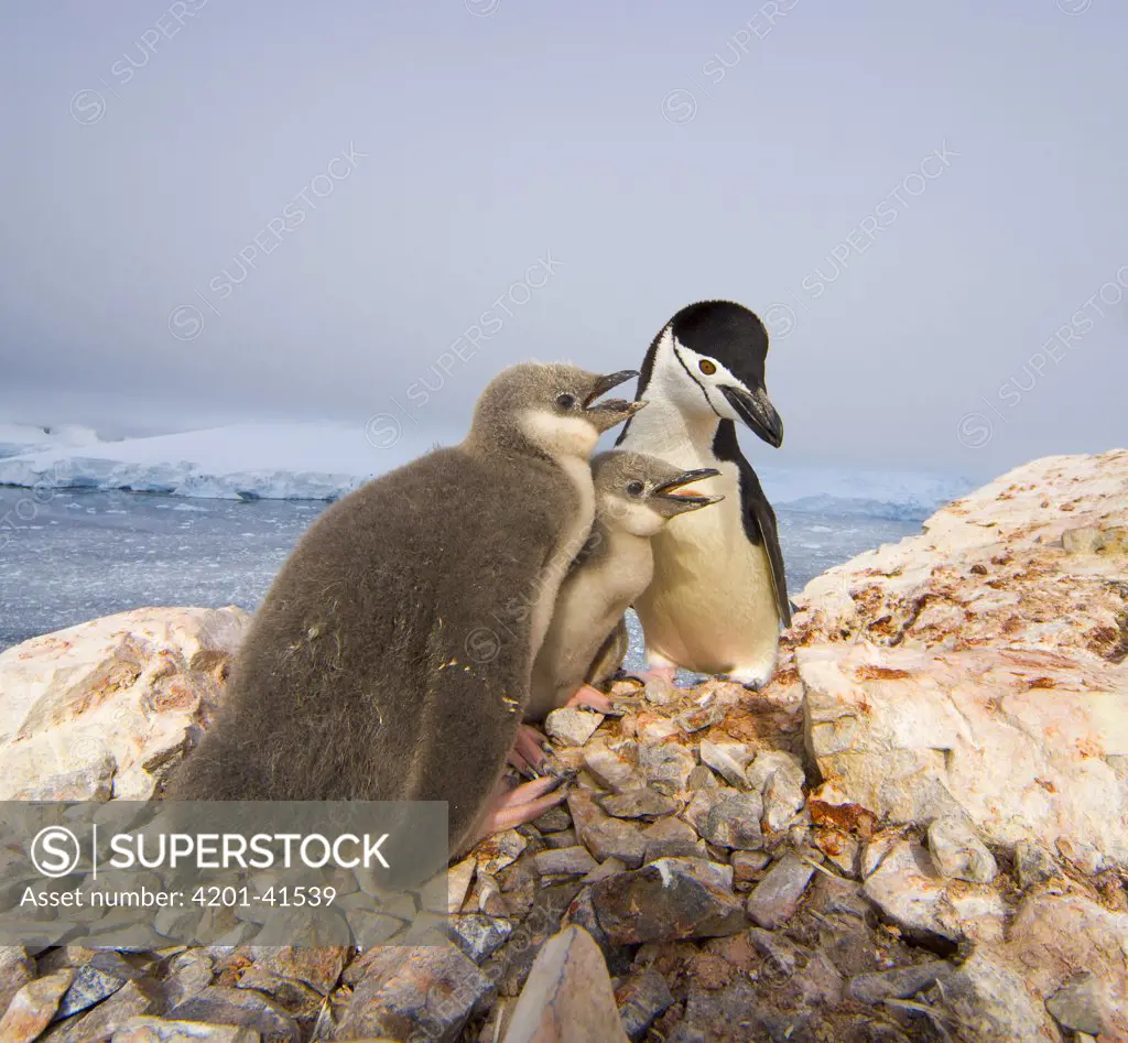 Chinstrap Penguin (Pygoscelis antarctica) parent with two downy chicks begging for food, Spigot Point, Antarctica