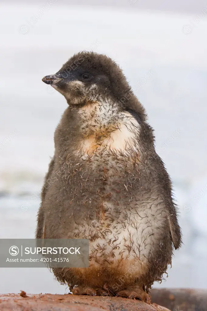 Adelie Penguin (Pygoscelis adeliae) chick soon ready to fledge, western Antarctica