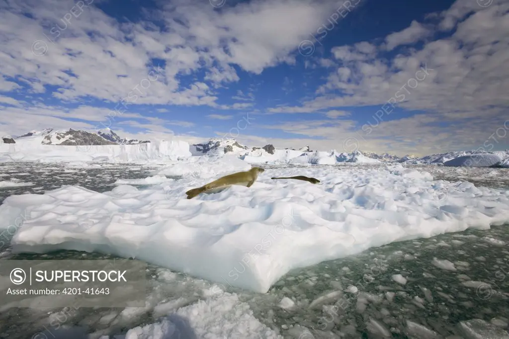 Crabeater Seal (Lobodon carcinophagus) and Leopard Seal (Hydrurga leptonyx) resting on large ice floe, western Antarctica