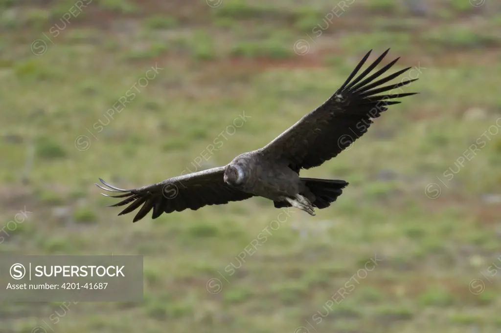 Andean Condor (Vultur gryphus) flying, Torres del Paine National Park, Chile