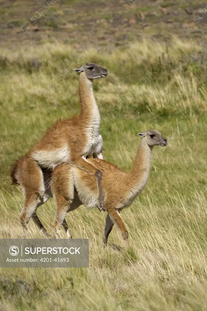 Guanaco (Lama guanicoe) male and female mating, Torres del Paine National Park, Chile