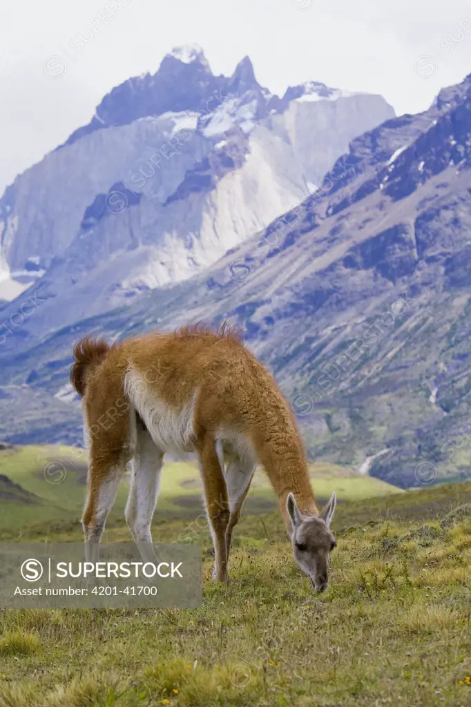 Guanaco (Lama guanicoe) female grazing with Cuernos del Paine mountains in background, Torres del Paine National Park, Chile