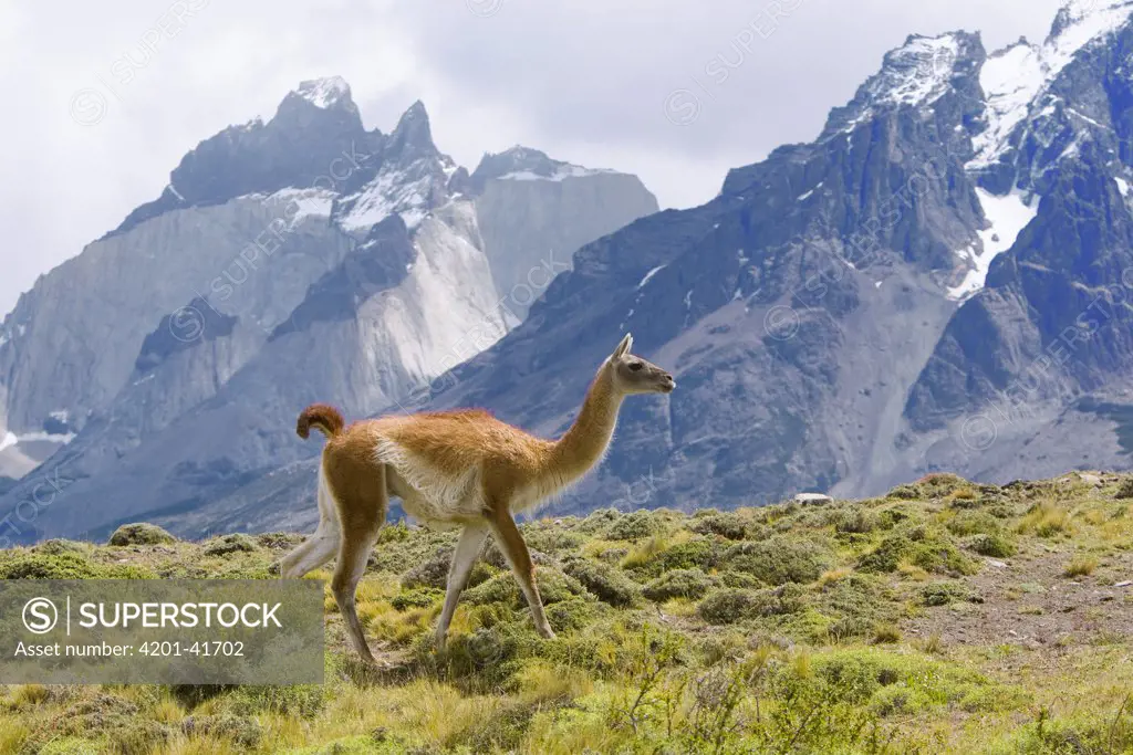 Guanaco (Lama guanicoe) female walking on grassy slope with rugged mountains in background, Torres del Paine National Park, Chile