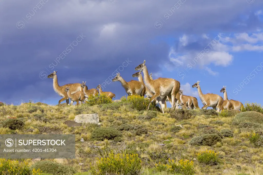 Guanaco (Lama guanicoe) calves and mothers on grassy slope, Torres del Paine National Park, Chile