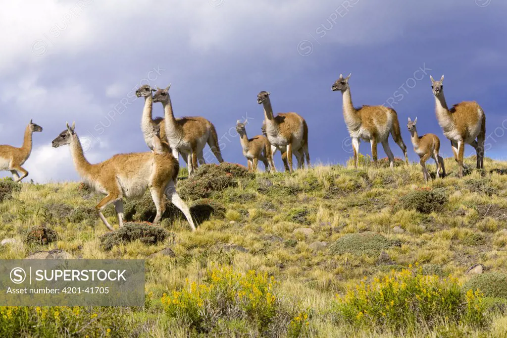 Guanaco (Lama guanicoe) calves and mothers on grassy slope, Torres del Paine National Park, Chile