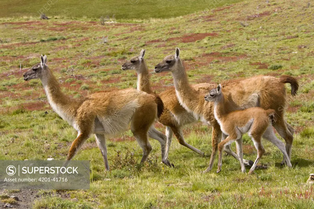 Guanaco (Lama guanicoe) females with calf walking together on grassy slope, Torres del Paine National Park, Chile