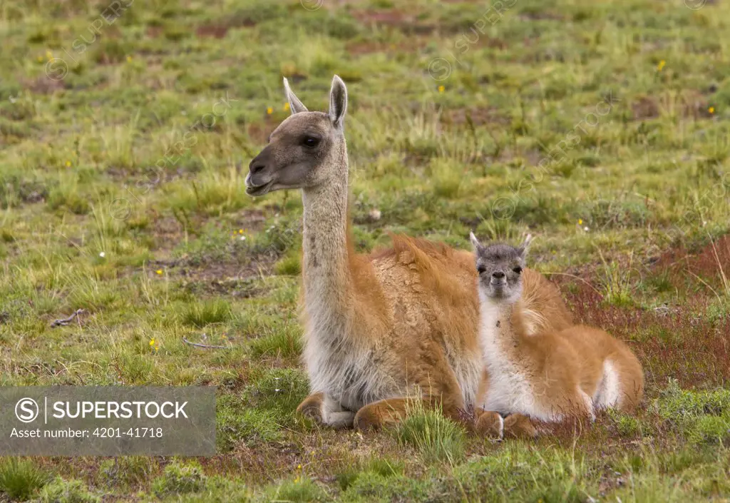 Guanaco (Lama guanicoe) mother and calf resting on grassy slope, Torres del Paine National Park, Chile