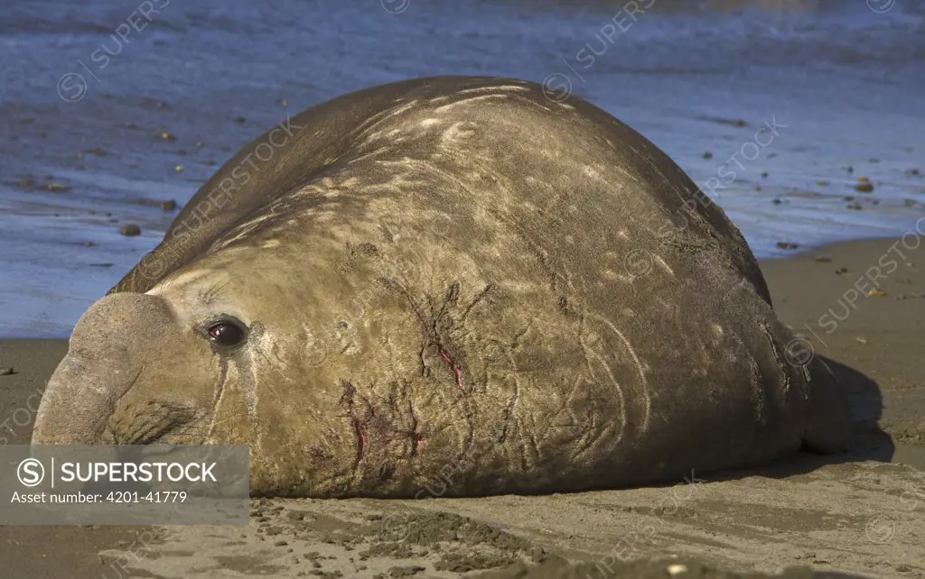 Southern Elephant Seal (Mirounga leonina), young bull patiently waiting on beach for chance to mate during breeding season in spring, Ocean Harbour, South Georgia Island