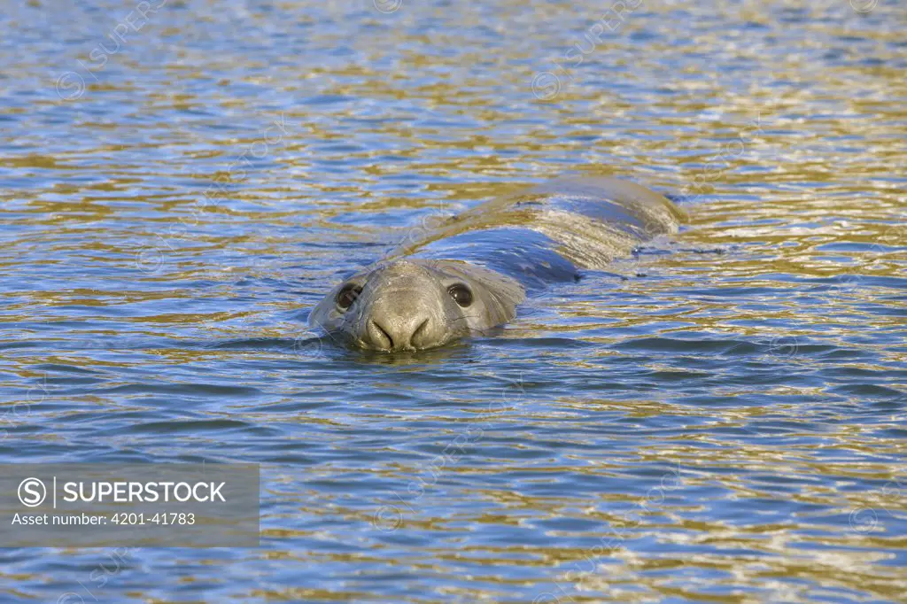 Southern Elephant Seal (Mirounga leonina), young bull floating near shore and waiting for his chance to mate during breeding season in spring, Ocean Harbour, South Georgia Island