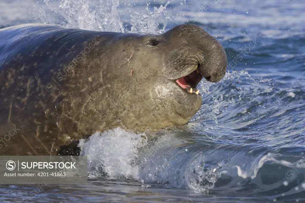 Southern Elephant Seal (Mirounga leonina) bull emerging from surf, Trollhul, South Georgia Island