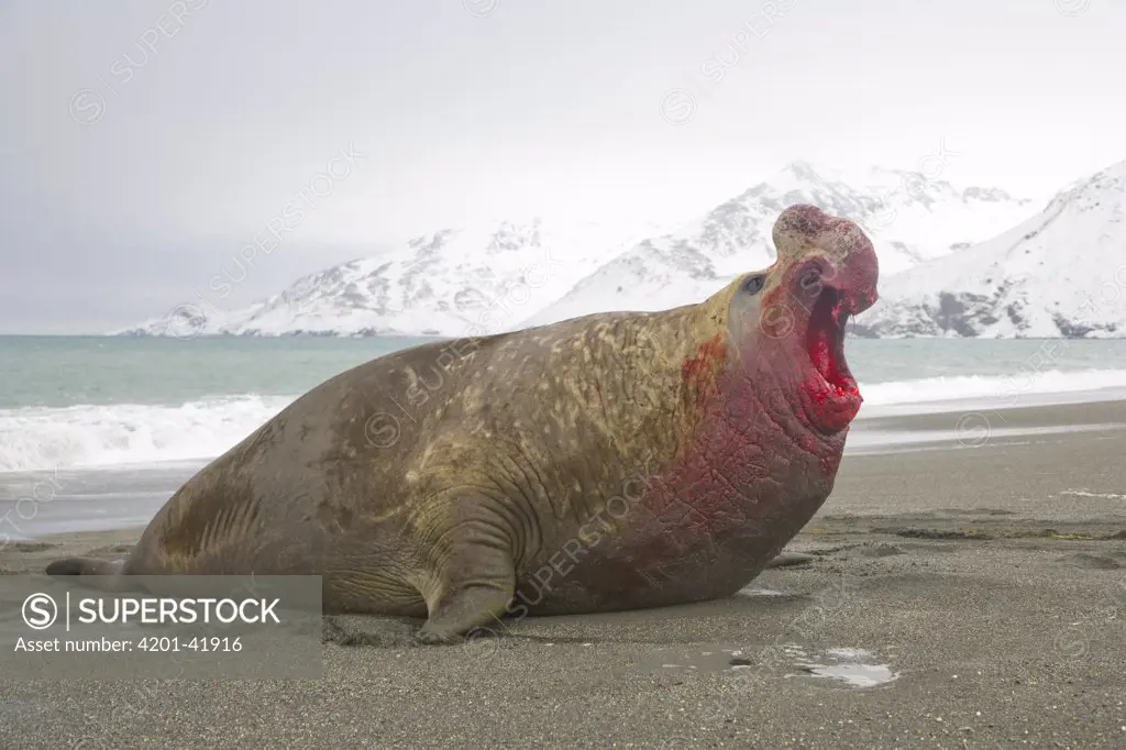 Southern Elephant Seal (Mirounga leonina) bull roaring triumphantly after a successful fight for access to females, St. Andrews Bay, South Georgia Island