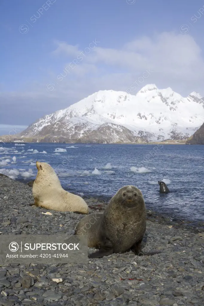 Antarctic Fur Seal (Arctocephalus gazella) bulls with one blond morph sitting on gravel beach, Antarctic Bay, South Georgia Island