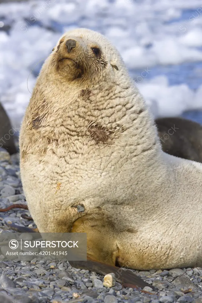 Antarctic Fur Seal (Arctocephalus gazella) bull, blond morph, sitting on gravel beach, Antarctic Bay, South Georgia Island