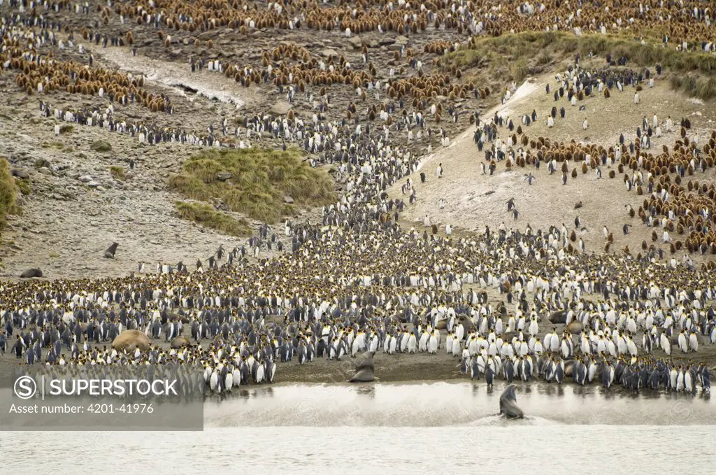 King Penguin (Aptenodytes patagonicus), Antarctic Fur Seal (Arctocephalus gazella) and Southern Elephant Seals (Mirounga leonina) on beach, Right Whale Bay, South Georgia Island