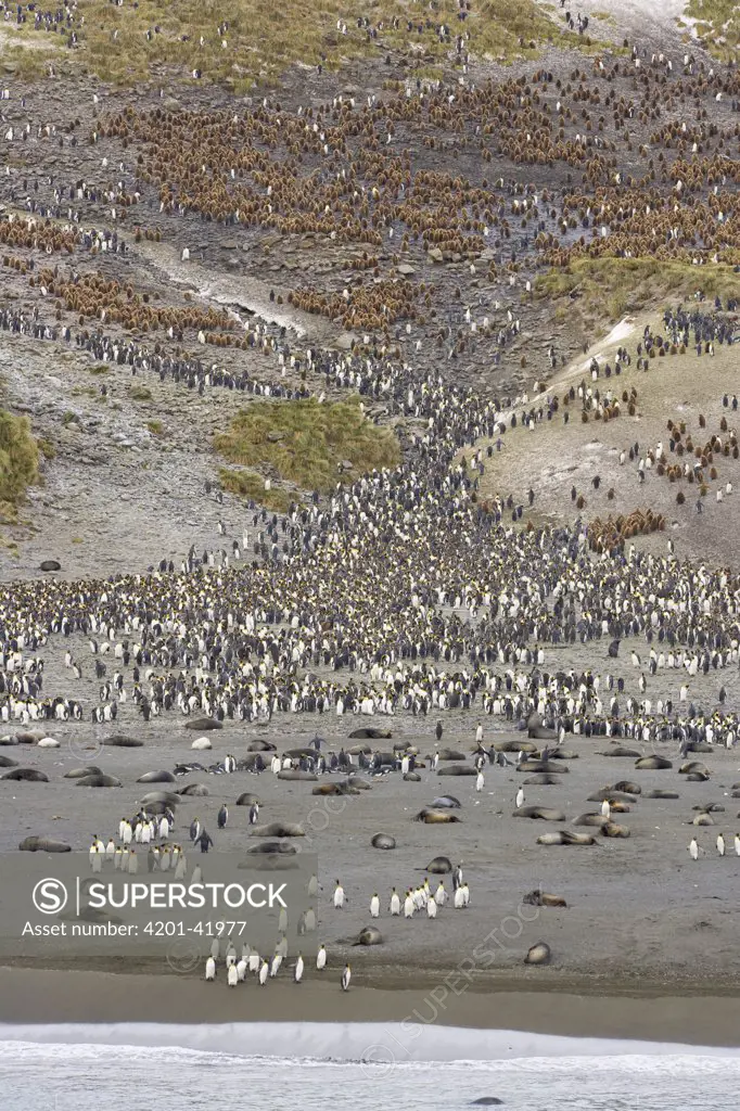 King Penguin (Aptenodytes patagonicus) and Antarctic Fur Seals (Arctocephalus gazella) colonies on beach, Right Whale Bay, South Georgia Island