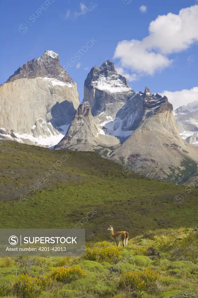 Guanaco (Lama guanicoe) standing on grassy slope with Cuernos del Paine peaks in background, Torres del Paine National Park, Patagonia, Chile