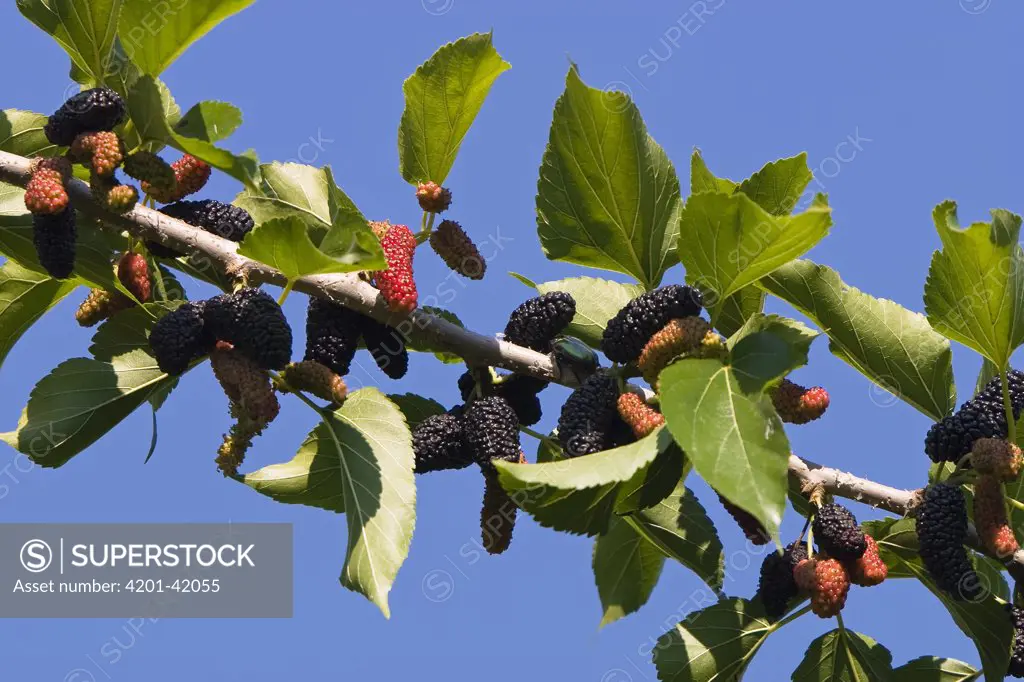 White Mulberry (Morus alba) tree branch with fruits, Greece