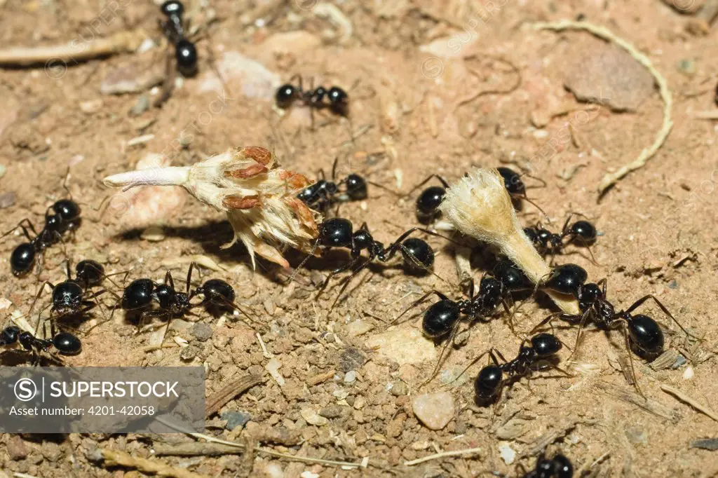 Ant (Formicidae) group collecting seeds, Messor, Greece