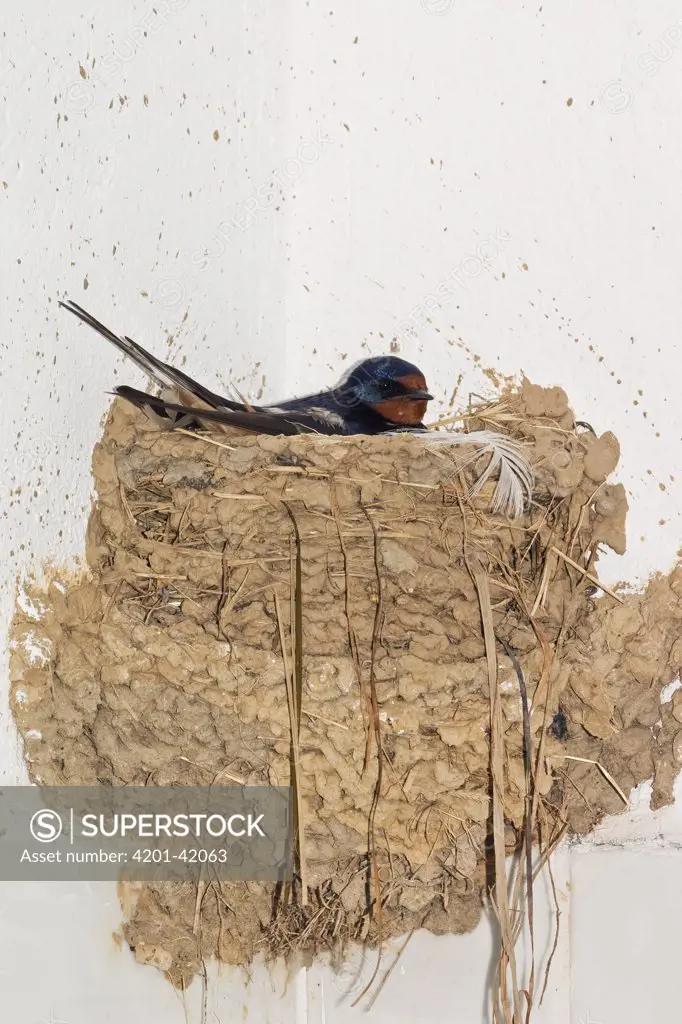 Barn Swallow (Hirundo rustica) incubating eggs in nest, Greece