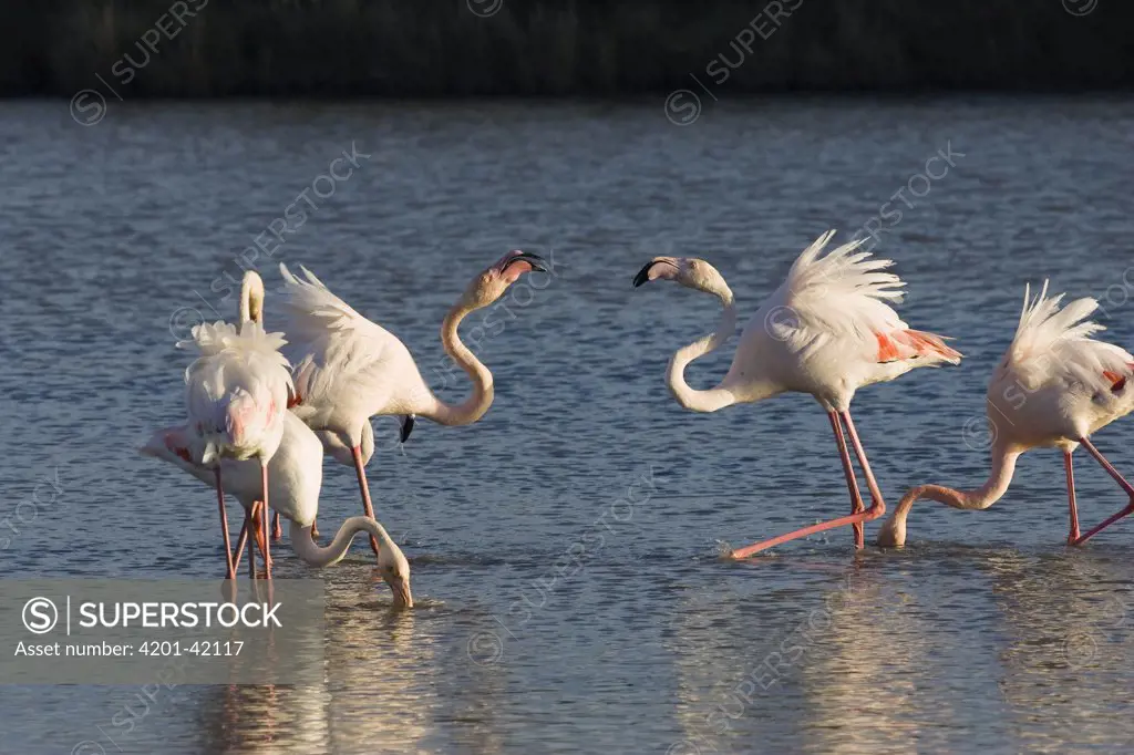 Greater Flamingo (Phoenicopterus ruber) feeding and interacting, Camargue, France