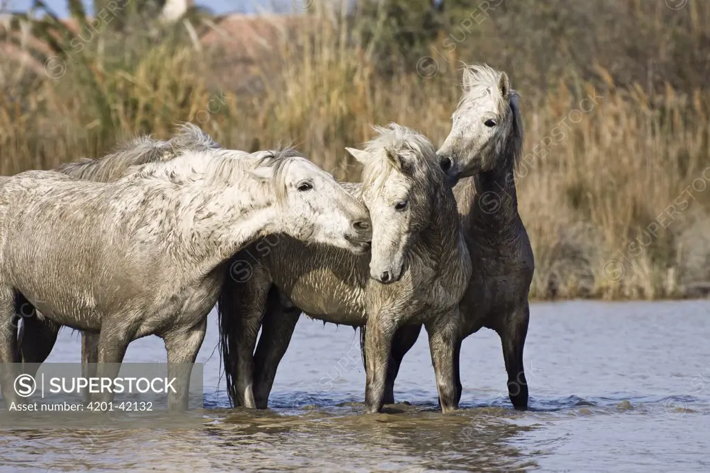 Camargue Horse (Equus caballus) group in water, Camargue, France