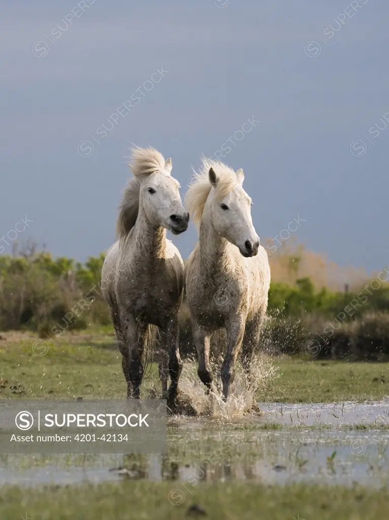 Camargue Horse (Equus caballus) pair running in water, Camargue, France