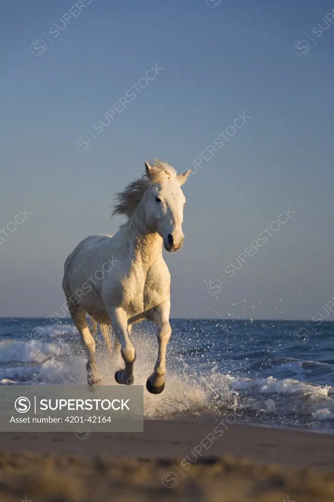 Camargue Horse (Equus caballus) running on beach, Camargue, France