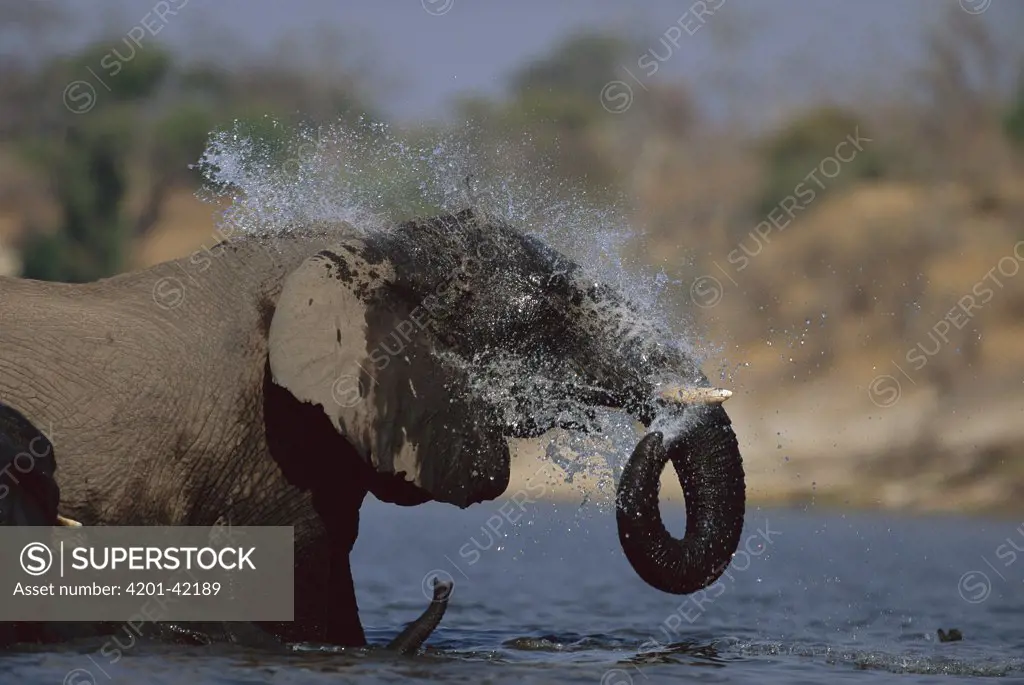 African Elephant (Loxodonta africana) splashing itself, Chobe River, Chobe National Park, Botswana