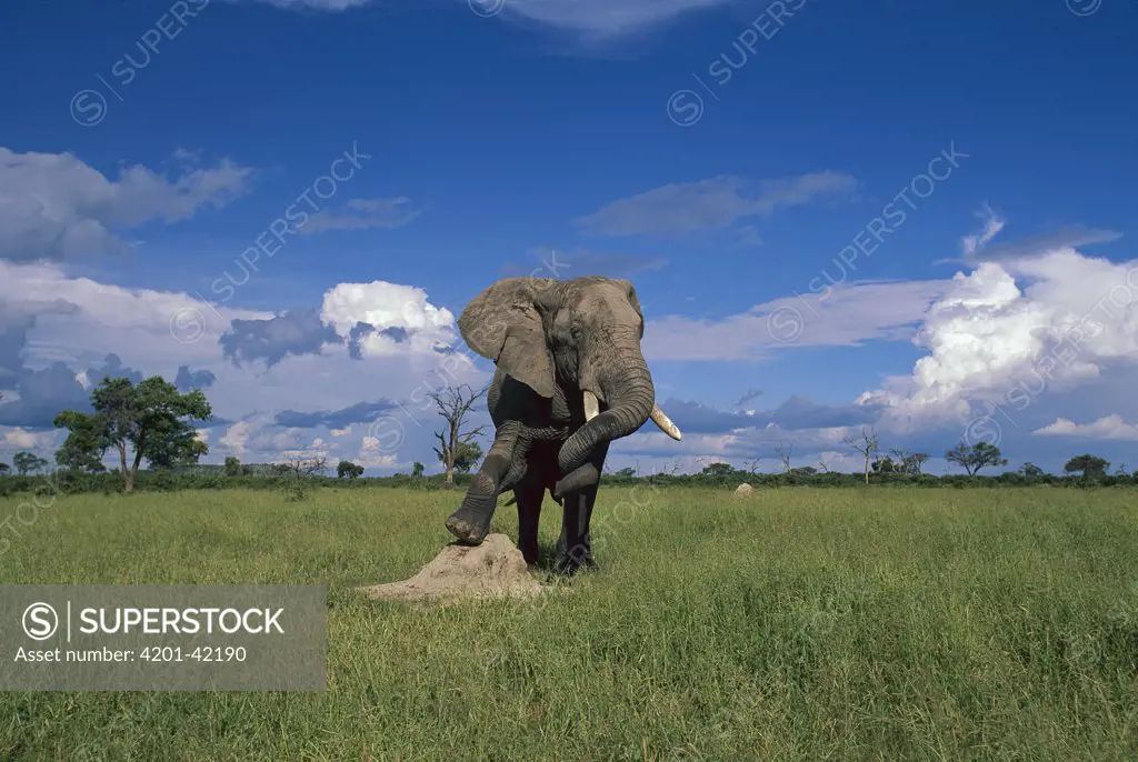 African Elephant (Loxodonta africana) bull stretching with foot on termite mound, Chobe National Park, Botswana