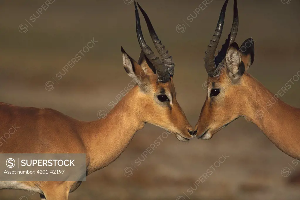 Impala (Aepyceros melampus) males greeting, Chobe National Park, Botswana