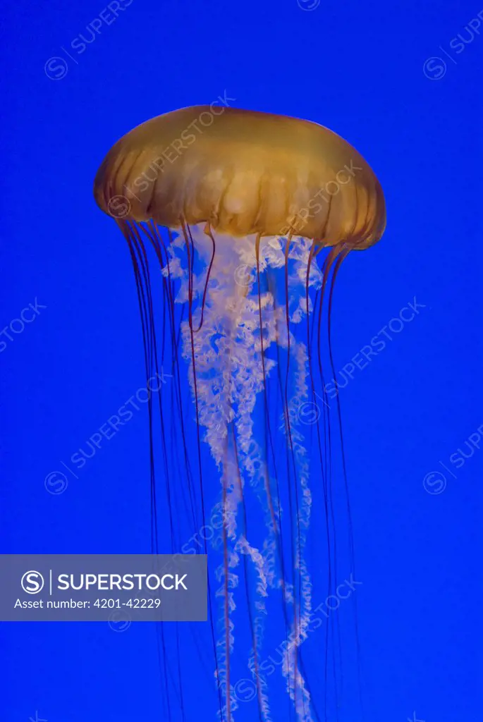 Pacific Sea Nettle (Chrysaora fuscescens), Monterey Bay Aquarium, California