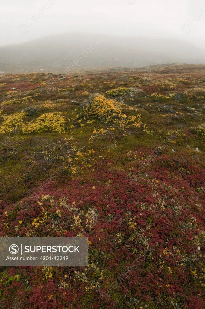 Fall color on tundra, Greenland