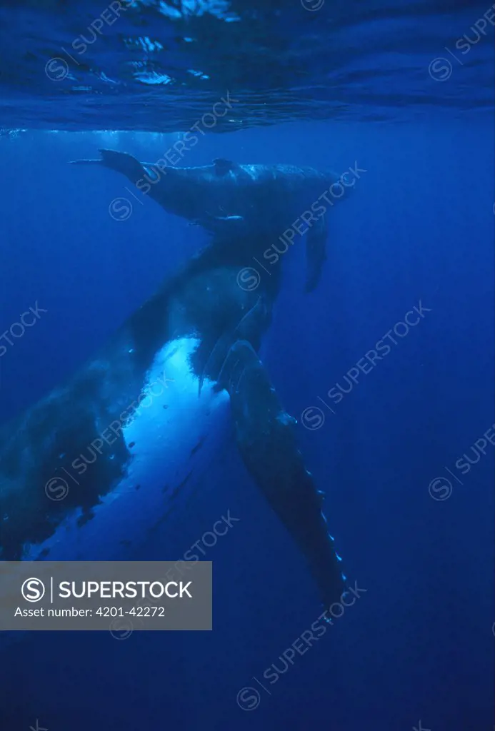 Humpback Whale (Megaptera novaeangliae) mother and calf surfacing, Tonga