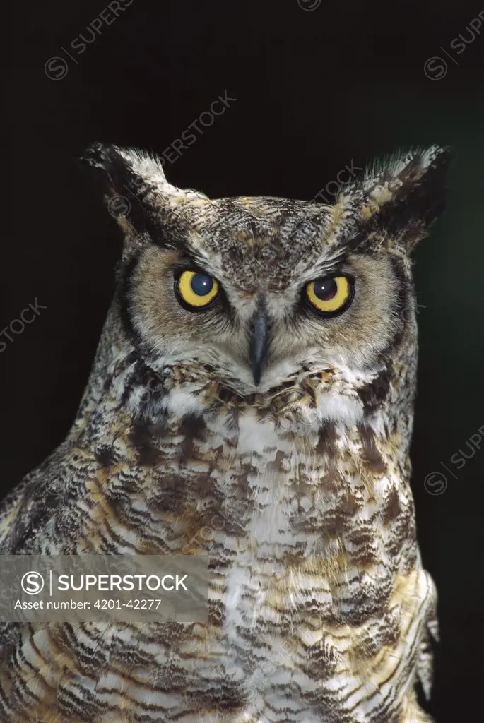 Great Horned Owl (Bubo virginianus) portrait, Washington