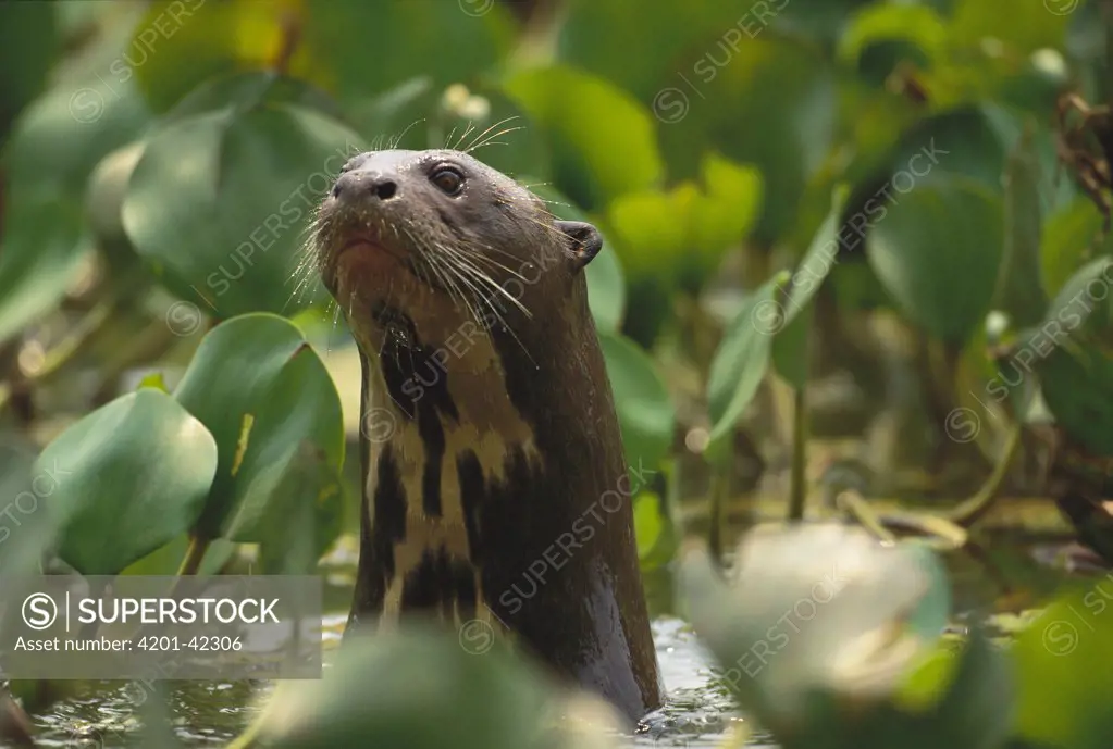 Giant River Otter (Pteronura brasiliensis) peeking out of water amid Common Water Hyacinth (Eichhornia crassipes) plants, Pantanal, Brazil