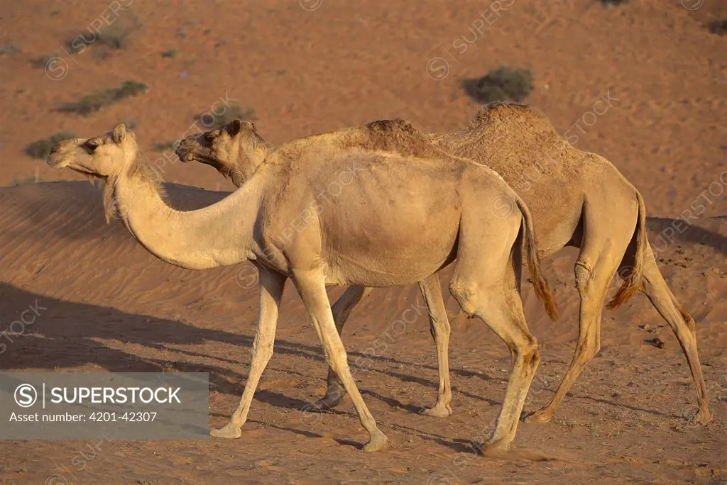 Dromedary (Camelus dromedarius) camel pair walking, Oman