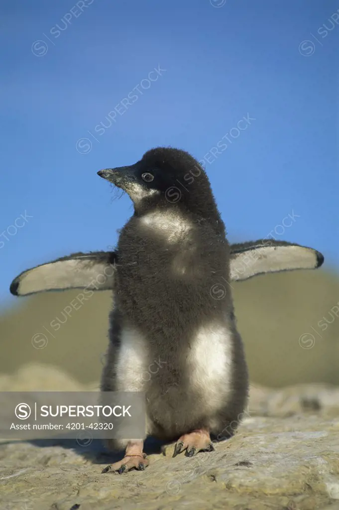 Adelie Penguin (Pygoscelis adeliae) moulting fledgling, Seymour Island, Weddell Sea, Antarctica