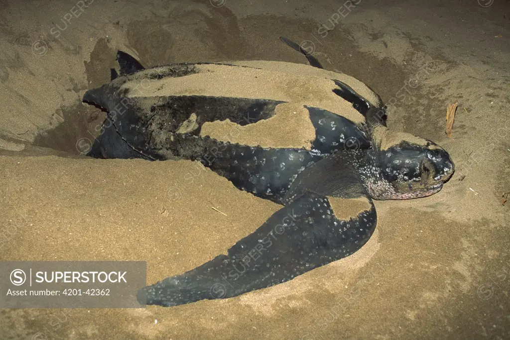 Leatherback Sea Turtle (Dermochelys coriacea) female laying eggs, Las Baulas National Park, Costa Rica