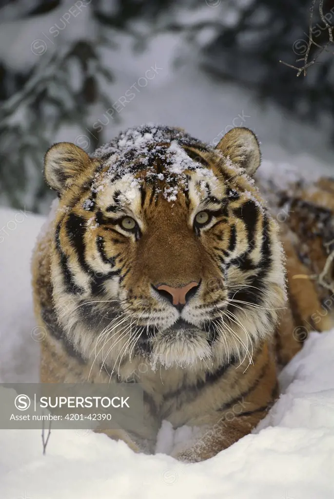 Siberian Tiger (Panthera tigris altaica) in snow, native to Siberia