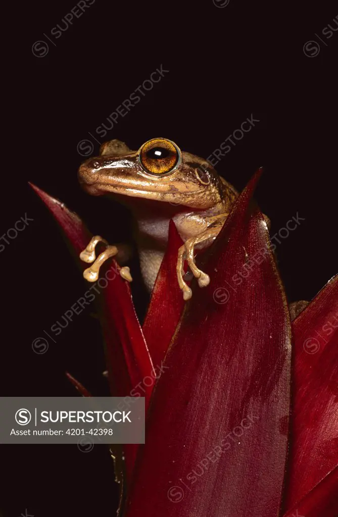 Caribbean Tree Frog (Eleutherodactylus coqui) on bromeliad, El Yunque Forest, Puerto Rico