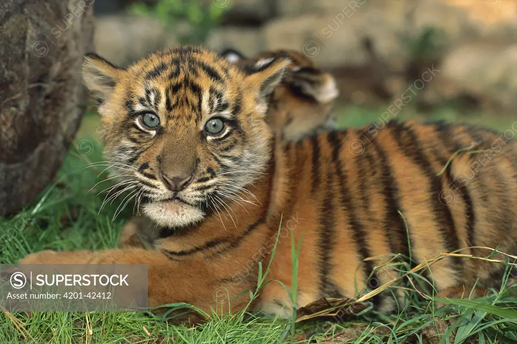 Sumatran Tiger (Panthera tigris sumatrae) cub, endangered species native to Sumatra