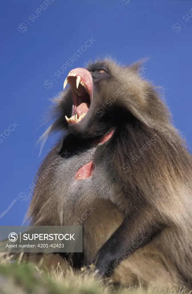 Gelada Baboon (Theropithecus gelada) male yawning, Simien Mountain National Park, Ethiopia