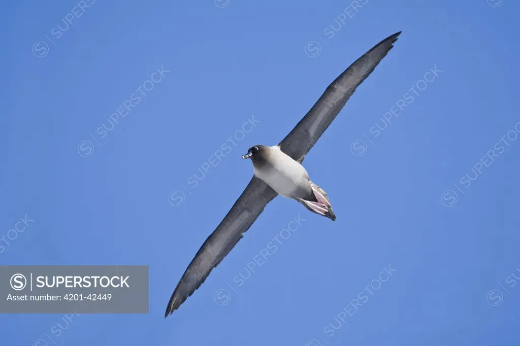 Light-mantled Albatross (Phoebetria palpebrata) flying, Gold Harbor, South Georgia Island